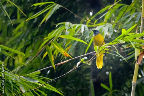 black-headed bulbul (Brachypodius melanocephalos) seen at Dosdewa in Karimganj, Assam, India