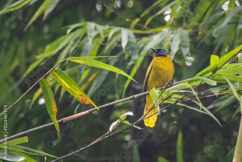 black-headed bulbul (Brachypodius melanocephalos) seen at Dosdewa in Karimganj, Assam, India photo