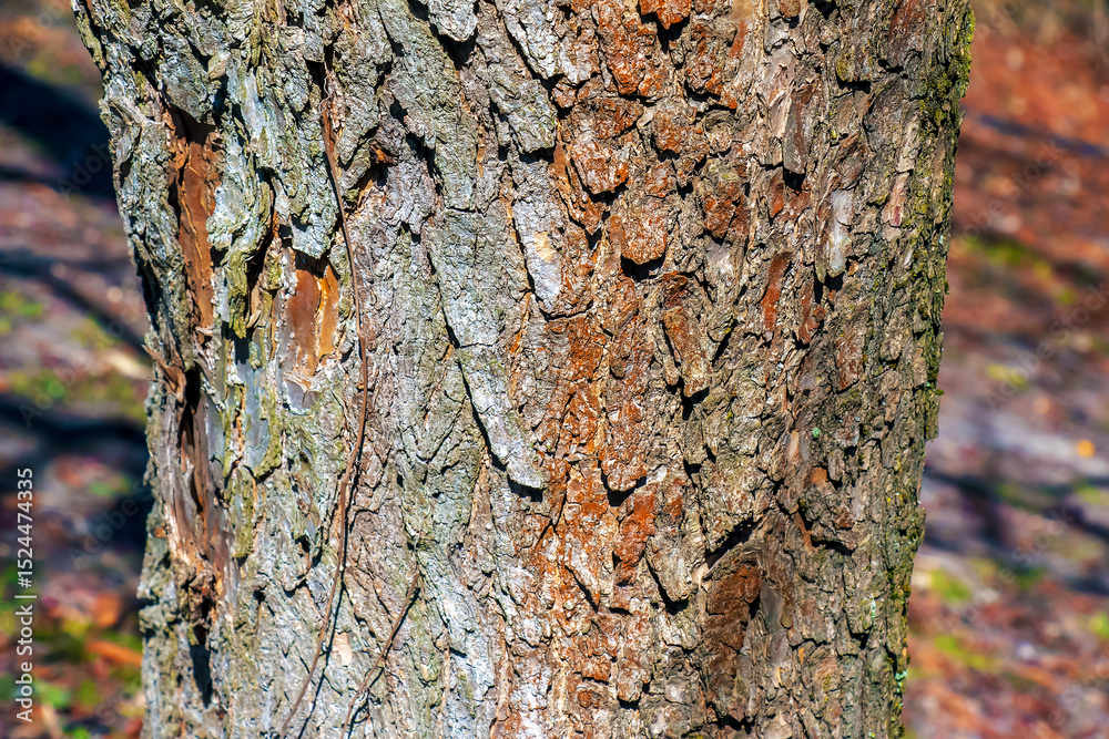 Fototapeta premium Detail of bark of a Catalpa tree - Latin name - Catalpa bignonioides