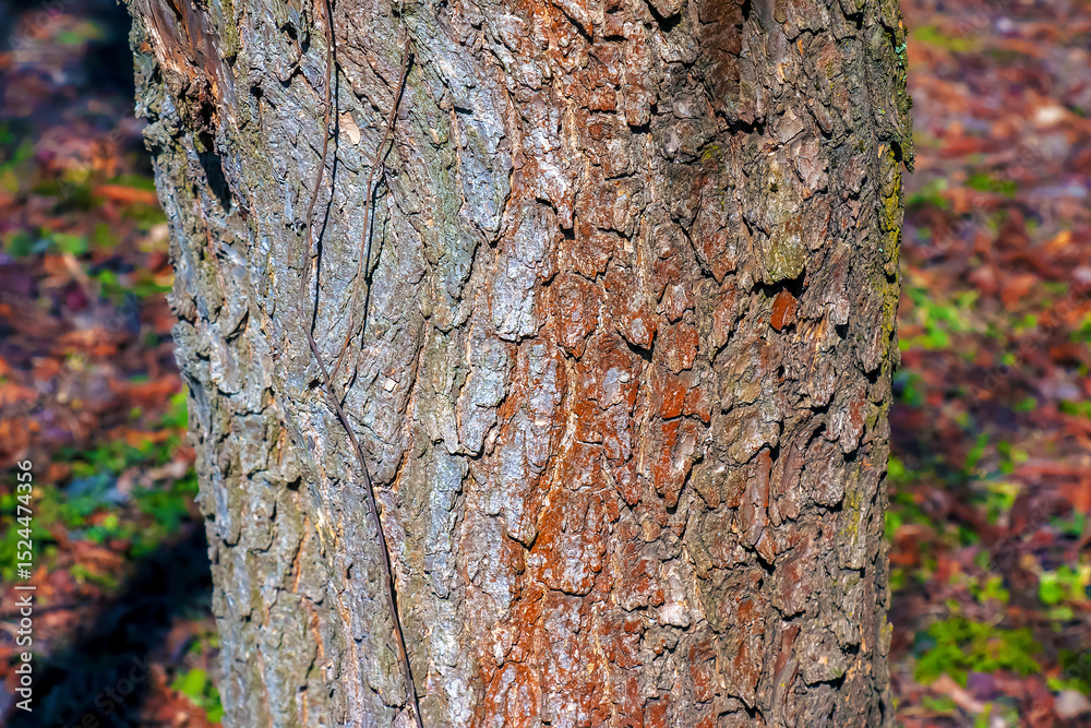 Obraz premium Detail of the bark of Catalpa tree - Latin name - Catalpa bignonioides