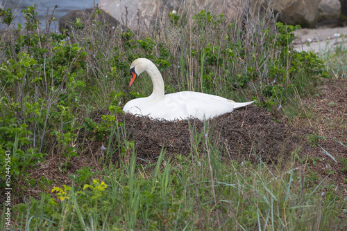  Weißer Schwan in seinem Nest