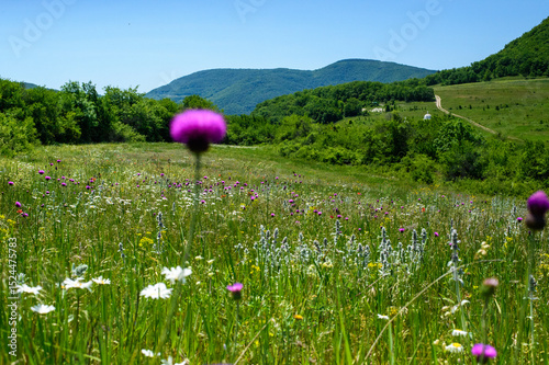 Fototapeta Naklejka Na Ścianę i Meble -  field of flowers
