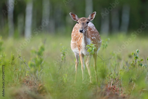Fototapeta Naklejka Na Ścianę i Meble -  Daniel (Dama dama), fallow deer