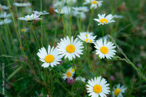 Fototapeta Naklejka Na Ścianę i Meble -  daisies in a field