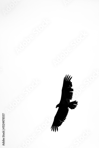 Bald eagle (Haliaeetus leuocephalus) flying on a white background with copy space, black and white