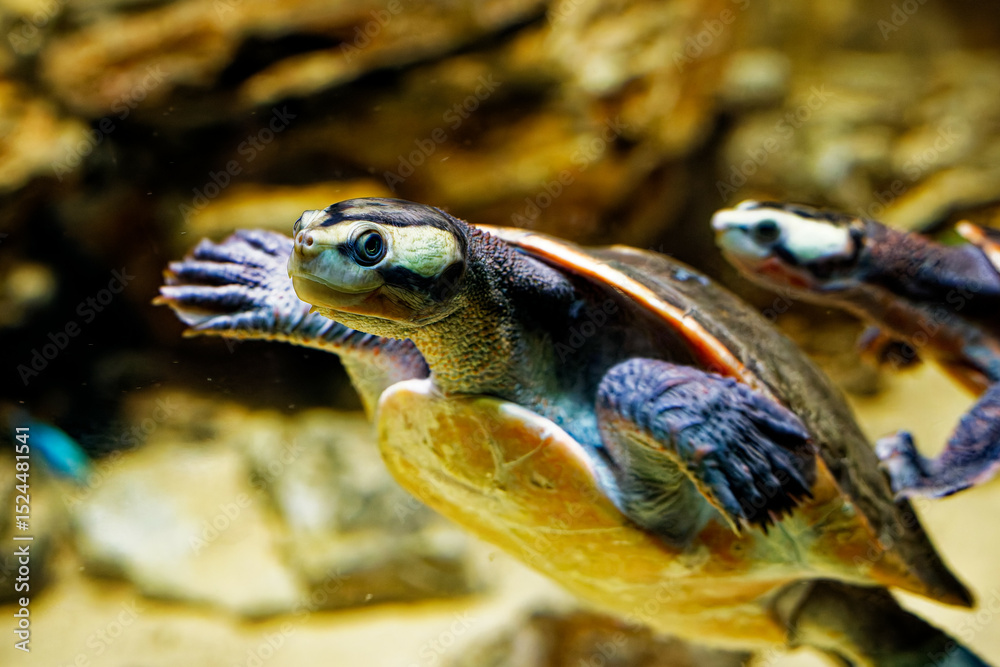Obraz premium green turtle swimming
