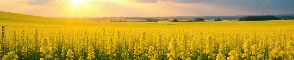 Fototapeta premium Golden rapeseed fields bathed in the warm summer sun, vibrant yellow blossoms stretching to the horizon A picturesque landscape of rural tranquility and abundant nature , natural beauty, flowers