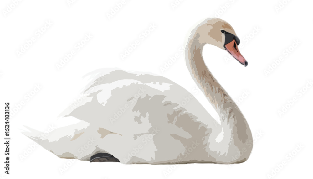 Fototapeta premium Swan isolated on transparent background 