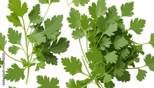 Coriander leaves isolated on transparent background 