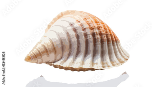A seashell isolated on transparent background 