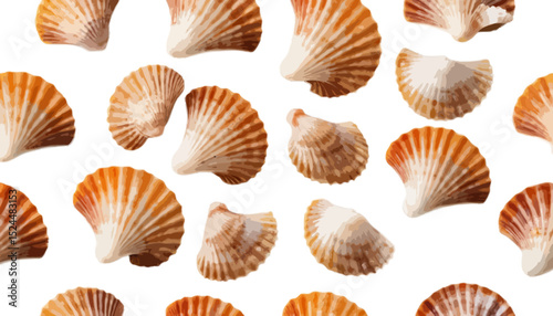 Scallops shell isolated on transparent background 