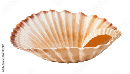 Scallops shell isolated on transparent background 