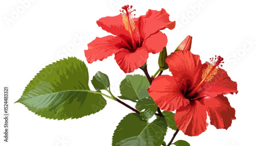 Beautiful red hibiscu isolated on transparent background 