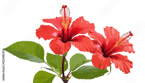 Beautiful red hibiscu isolated on transparent background 