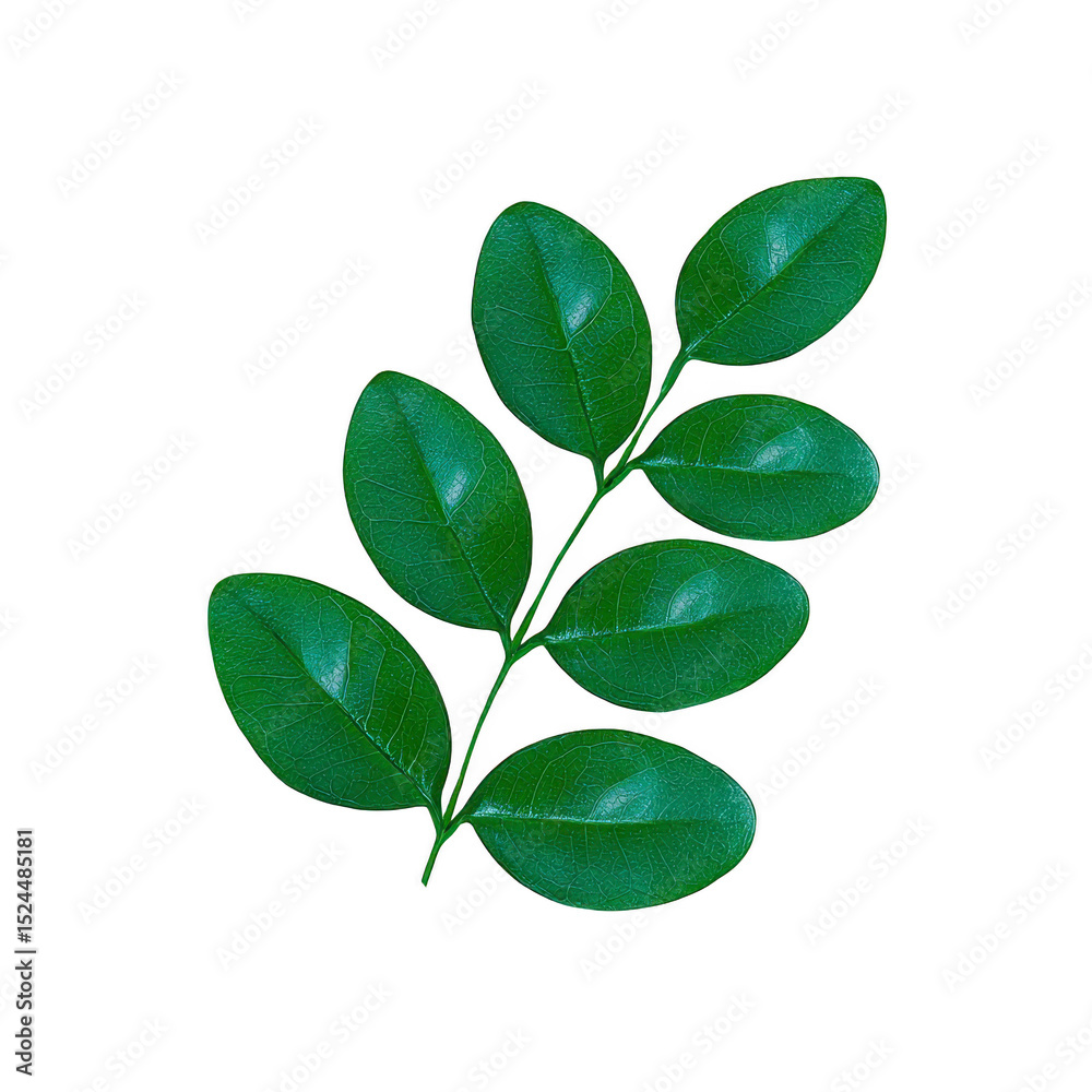 Vibrant green branch with glossy leaves is displayed against plain background, showcasing nature simplicity and beauty. leaves are arranged symmetrically along stem Vibrant green branch with glossy leaves is displayed against plain background, showcasing nature simplicity and beauty. leaves are arranged symmetrically along stem