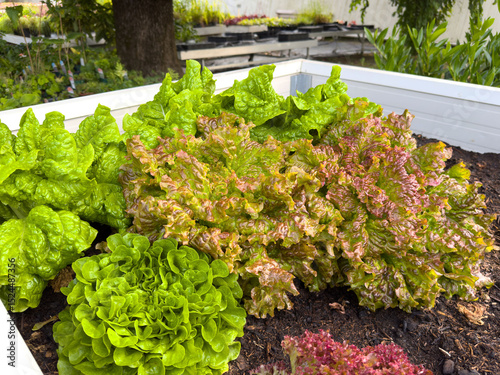 Vibrant garden lettuce varieties growing in raised bed with rich soil