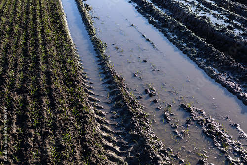 Muddy rice field features tractor tire tracks filled with water and young rice plants sprouting alongside. Early morning light enhances the scene