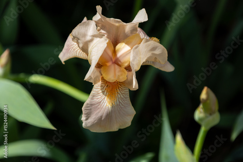 Macro abstract view of a pink blooming bearded iris (iris germanica) flower with dark defocused background
