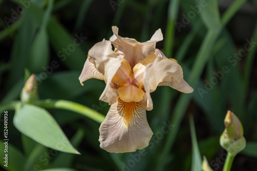 Macro abstract view of a pink blooming bearded iris (iris germanica) flower with dark defocused background
