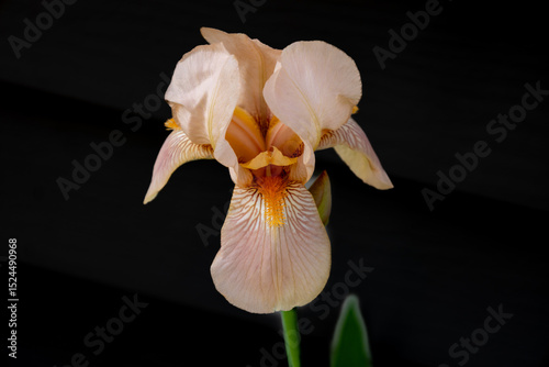 Macro abstract view of a pink blooming bearded iris (iris germanica) flower with dark defocused background
