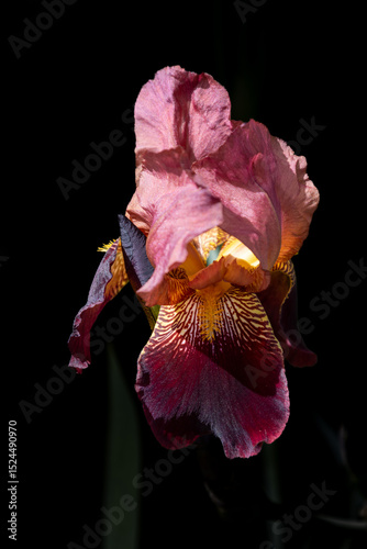 Macro abstract view of a blooming crimson red bearded iris (iris germanica) flower with dark defocused background
