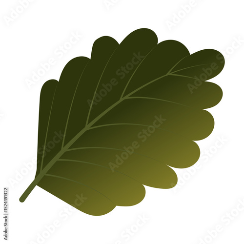 Strawberry leaf close-up. Part of the plant. Vector illustration isolated on white background.