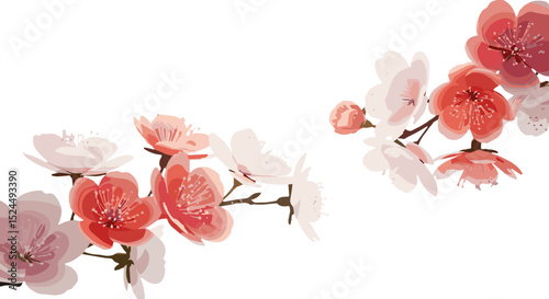 Cherry blossom branches in soft watercolor style on white background, delicate floral spring composition for invitations and design
