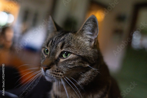 portrait of a tabby cat