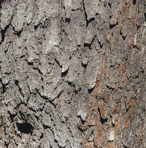 Vector illustration of bark details of a Catalpa tree - Latin name - Catalpa bignonioides.
