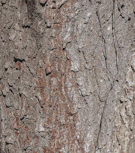 Vector illustration of bark details of a Catalpa tree - Latin name - Catalpa bignonioides.
