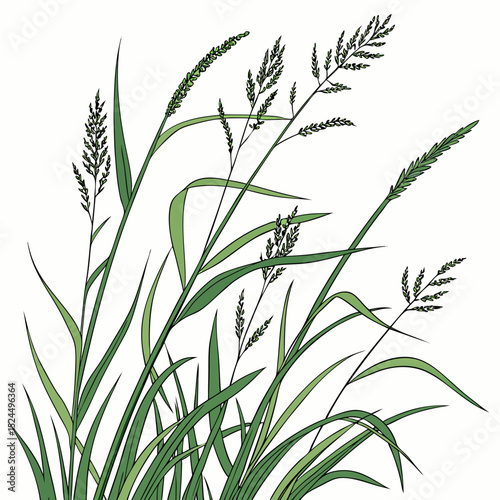 Lush green grass blades and seed heads
