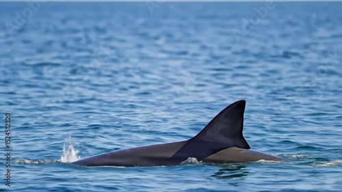 A shark leaps out of the calm ocean waters, showcasing its powerful physique. This remarkable sight occurs during a morning adventure, captivating onlookers with its beauty and strength