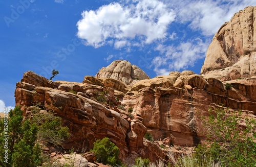a lone tree high on the top of  eroded red rock cliffs on a sunny summer  day  while hiking in the  grand wash in  Capitol Reef national perk in  Utah
