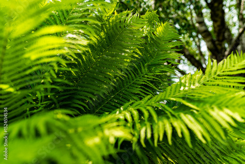 Lush ferns thriving in botanical gardens