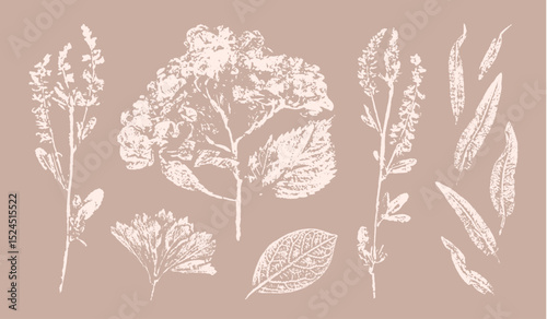 Pink tan and brown floral prints of botanical illustration. Decorative set of flowers and leaves pressed or stamped.