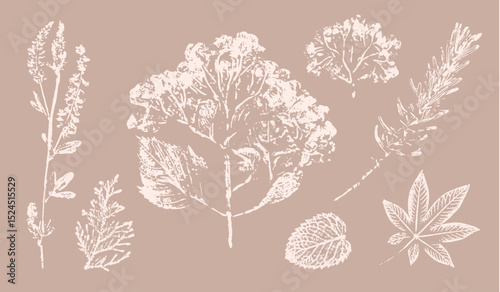 Pink tan and brown floral prints of botanical illustration. Decorative set of flowers and leaves pressed or stamped.