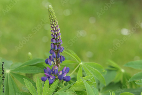 Close-up of a blooming purple lupine flower (Lupinus) with green leaves on soft blurred background. Natural summer composition with bokeh