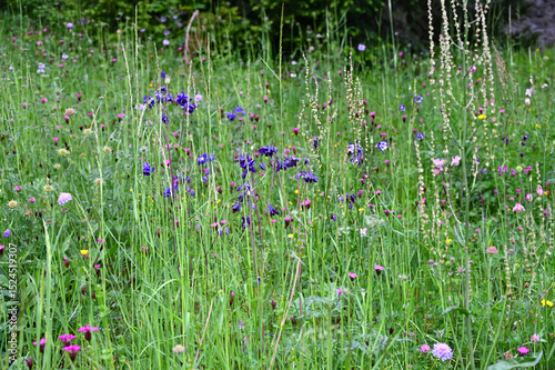 Fototapeta Naklejka Na Ścianę i Meble -  beautiful spring meadow full of gorgeous field flowers like aquilegias or columbines