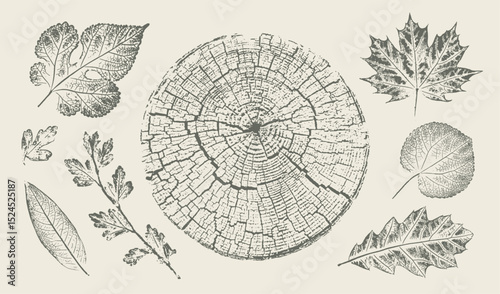 Trendy floral branch tree rings maple oak leaves for logo or decorations. Hand drawn line elegant leaves for invitation card. Botanical rustic trendy vector art. 