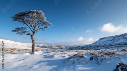 Solitary tree in a snow covered winter landscape, a serene beauty captured photo