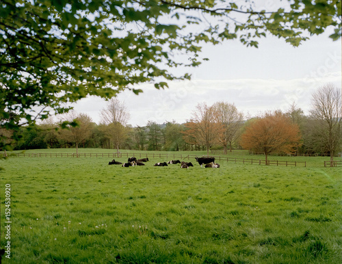 Cows in a field at Sussex, England