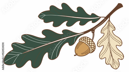 Illustrated Oak Branch with Acorn and Leaves