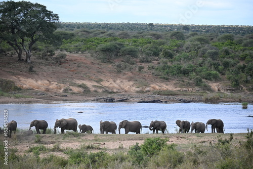 Canvas Print elephants in africa