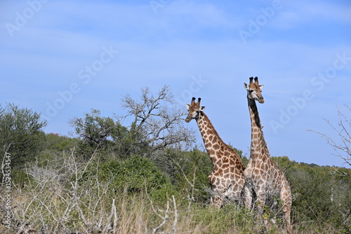 Photography giraffes in the wild