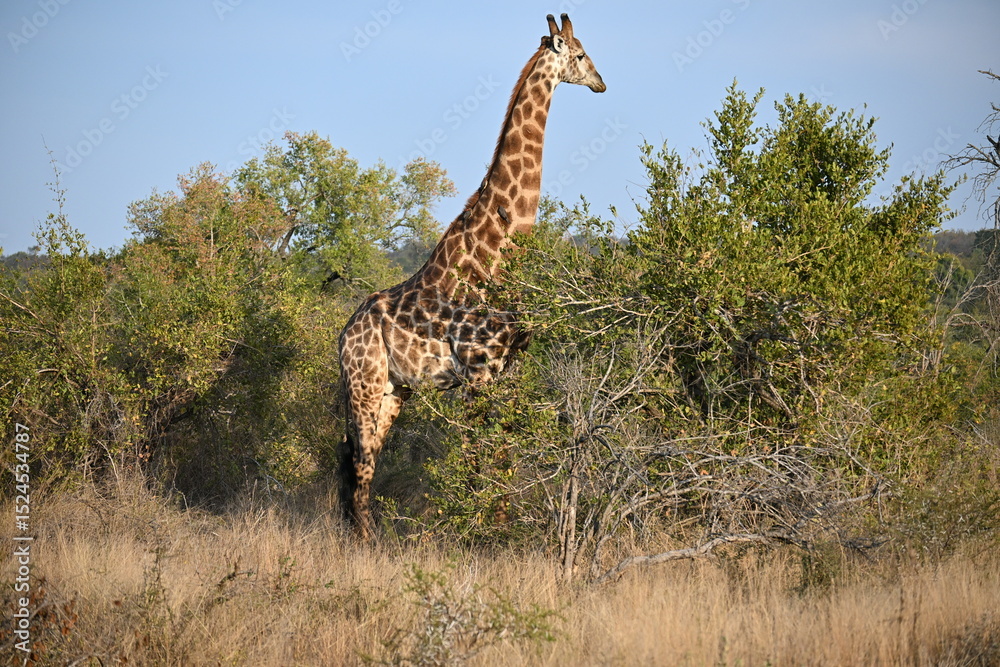 Fototapeta premium giraffe in the wild