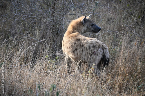 Canvas Print hyena in wild