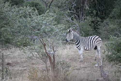 zebras in wild in africa 