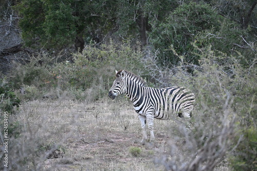 zebras in wild in africa 