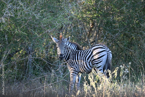 zebras in wild in africa 
