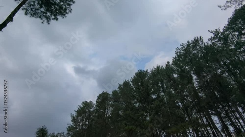 A moody and overcast sky looming above a dense forest of tall pine trees